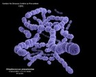 Streptococcus pneumoniae 3D